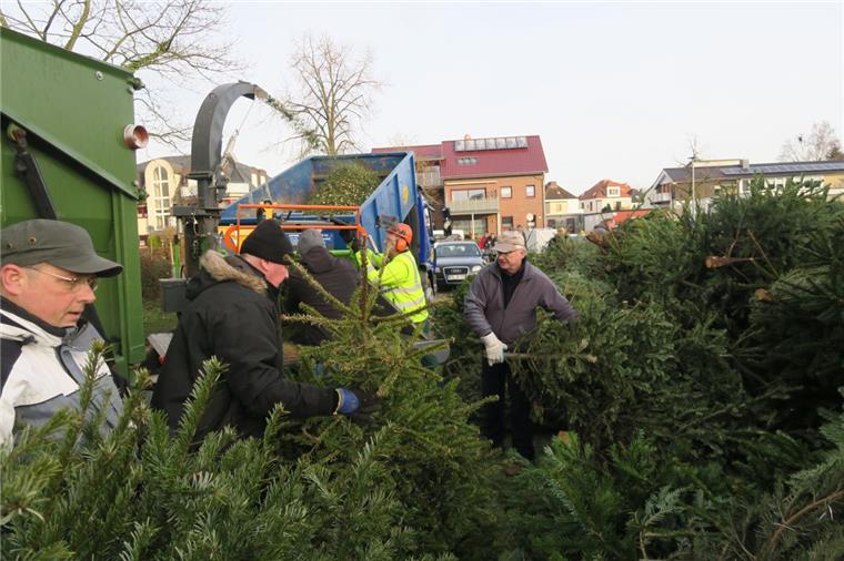 So viele Weihnachtsbäume wie nie zuvor wurden bei der Schredder-Aktion in Nordenham abgegeben. 