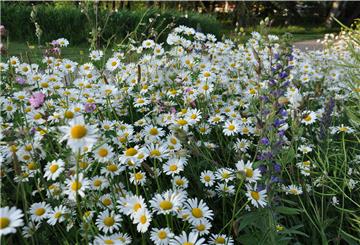 Solche Blühstreifen wie im Speckenbütteler Park sollen den Bienen Lebensraum und Nahrung geben.