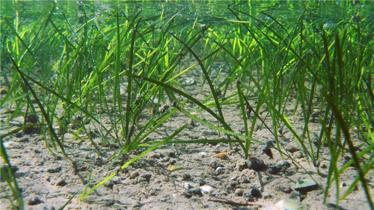 Experten beraten zu Rückgang von Seegraswiesen im Wattenmeer Solche Seegraswiesen gab es an der niedersächsischen Wattenmeerküste zuletzt immer weniger.