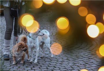 Sollte der Hund mit auf den Weihnachtsmarkt kommen oder lieber Zuhause bleiben?