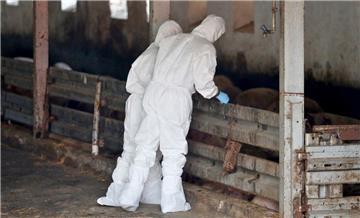 Sollte es zum Ausbruch der Afrikanischen Schweinepest in einem Stall im Landkreis Rotenburg kommen, bündeln die Kreise Cuxhaven, Osterholz, Rotenburg, Stade und Verden ihre Kräfte, um die Ausbreitung der Seuche gemeinsam zu bekämpfen.