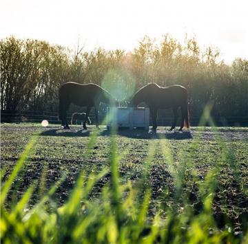 Sonne satt soll es an Ostern in ganz Deutschland geben. Den Pferden gefällt's.