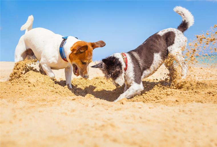 Zwei Hunde buddeln im Sand. Sonne, Strand und Meer: Erfolgsgaranten für einen gelungenen Urlaub - mit sorgfältiger Planung auch für den Vierbeiner.