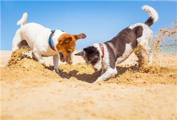 Zwei Hunde buddeln im Sand. Sonne, Strand und Meer: Erfolgsgaranten für einen gelungenen Urlaub - mit sorgfältiger Planung auch für den Vierbeiner.