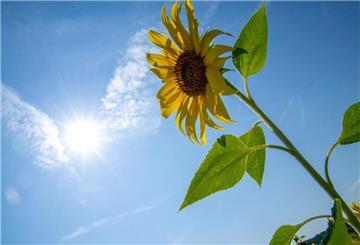 Eine Sonnenblume reckt ihre Blüte der Sonne entgegen.