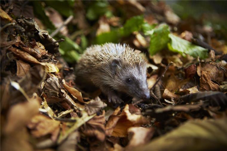 Spätfröste können für Igel gefährlich werden, die aus dem Winterschlaf erwacht sind und sich auf Nahrungssuche begeben.