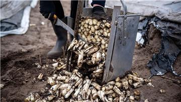 Spargel von einem beheizten Feld wird zurechtgeschnitten.
