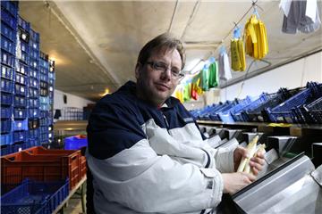 Spargelbauer Sascha Appel prüft den Spargel, den die Sortiermaschine in 32 Fächer verteilt hat, und legt die Stangen in die bereitgestellten blauen Marktkisten.