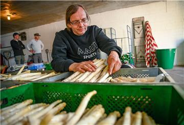 Spargelbauer Sascha Appel prüft in der Verarbeitungshalle die Qualität des „Loher Spargels“.