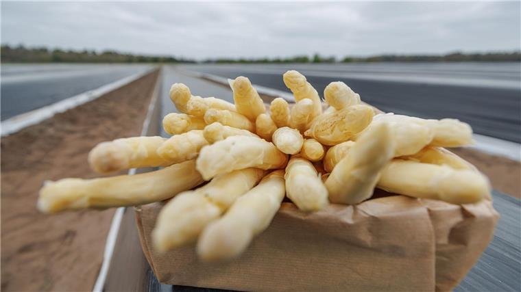 Spargelbauern sorgen sich vor Trockenheit Spargelbauern aus Niedersachsen und Nordrhein-Westfalen haben in Glandorf offiziell die Spargelsaison eröffnet.