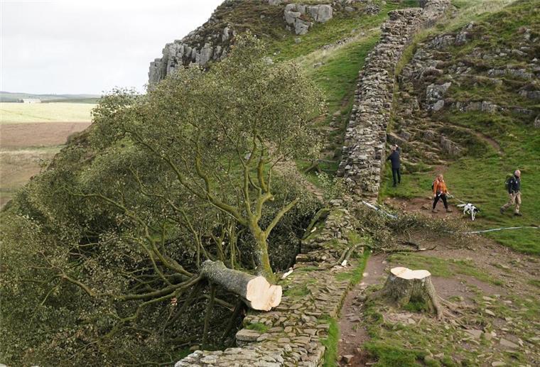 Spaziergänger gehen im September 2023 am illegal gefällten Berg-Ahorn-Baum („Sycamore Tree“) am Hadrianswall in Northumberland vorbei.
