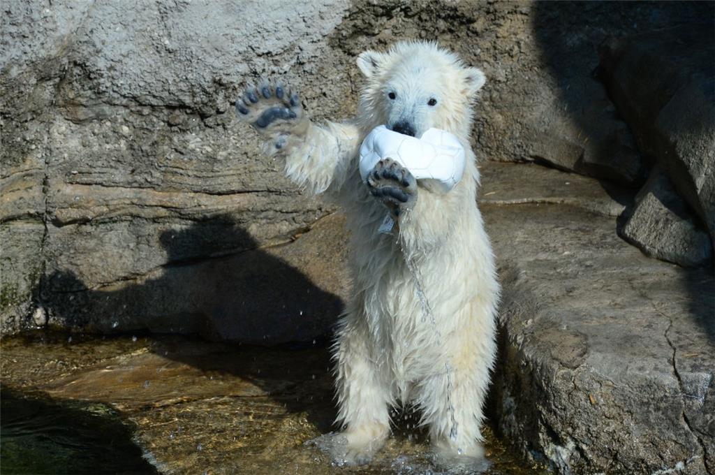 Spielzeug geht immer. Doch der Zoo am Meer achtet immer darauf, dass das Eisbärc...