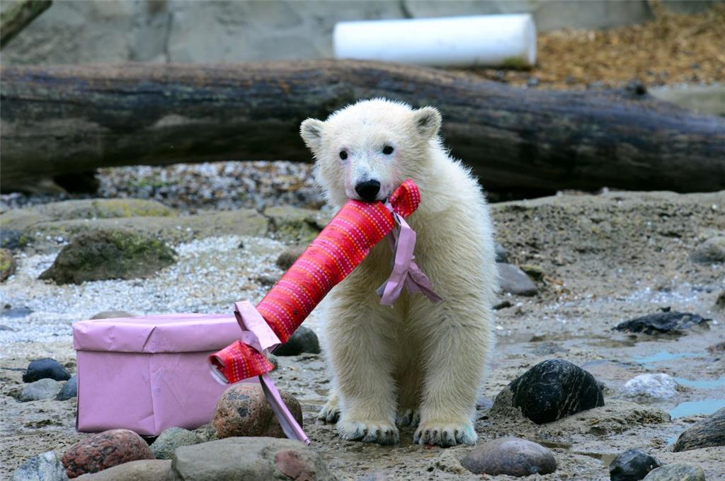 Spielzeug zur Taufe. Das findet auch die kleine Lili aus dem Zoo am Meer ganz gr...