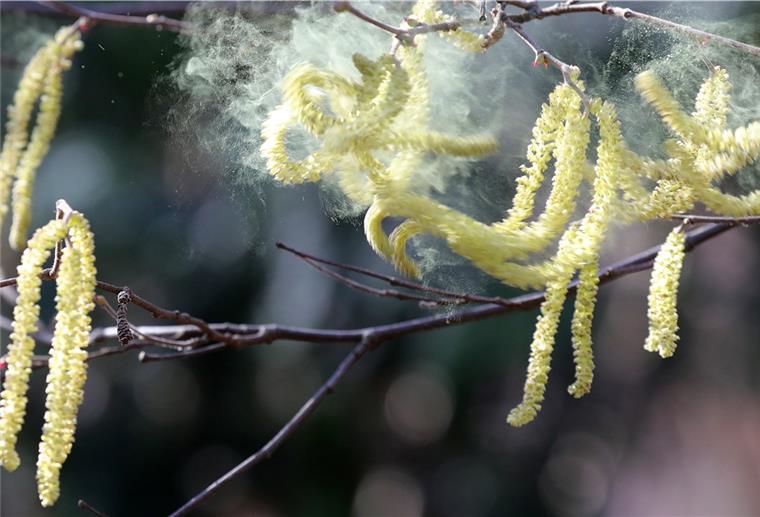 Studie: Mehr Coronavirus-Infektionen bei stärkerem Pollenflug Pollen vom Haselnussstrauch fliegen bei Temperaturen um 12 Grad Celsius durch eine Parkanlage