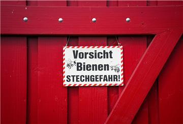 Blick in einen Bienenstock im Baumstumpf