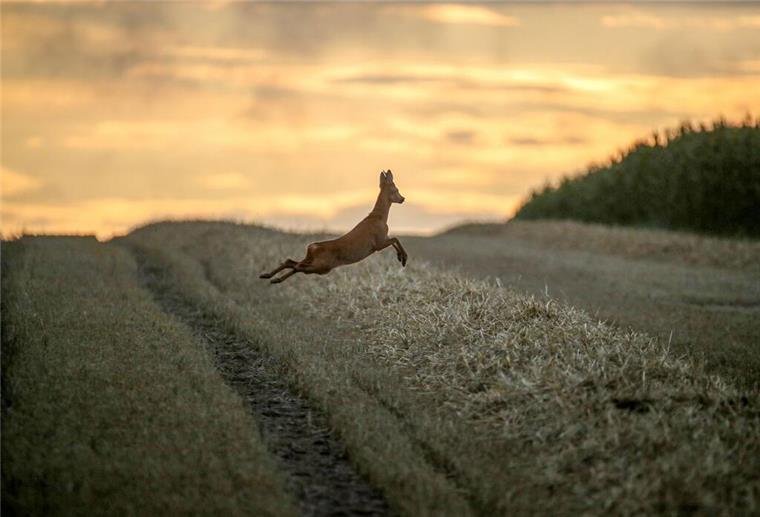 Bambi auf Abwegen: Rehbock findet dank Polizei den Weg in die Freiheit Statt genüsslich auf der nächsten Wiese Gras zu mampfen, hat sich ein Rehbock am Sonntag mal das Überseehafengebiet angesehen.
