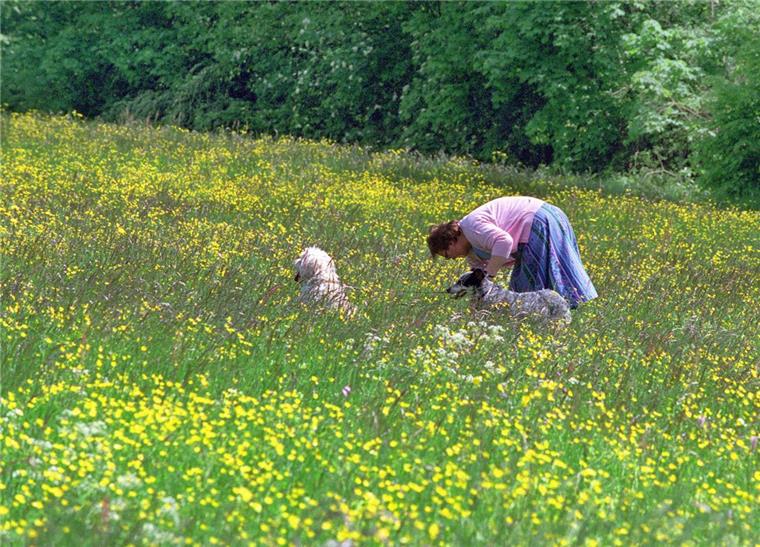 Statt sie für eine intensive Landwirtschaft zu verpachten, möchte Zeven seine noch nicht für die Kompensation benötigten Flächen buchstäblich aufblühen lassen.