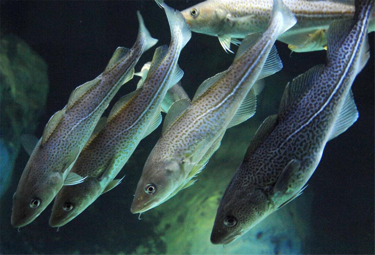 Fischsterben in der Nordsee: Klimawandel vertreibt den Kabeljau Dorsche, auch Kabeljau genannt, schwimmen im Ozeaneum Stralsund im Aquarium,