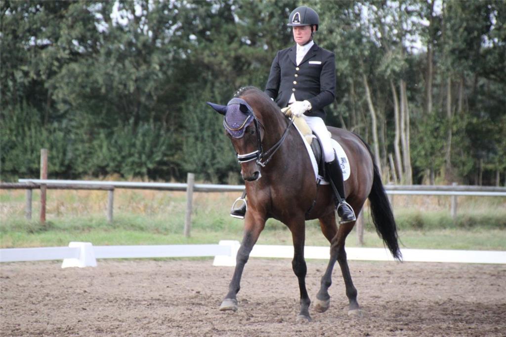 Stefan Blanken vom Reitverein Tarmstedt mit „Secrets Sunshine“ in der M*-Dressur...