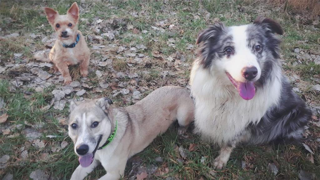 Steffi Mühlenberg mit  Celentano, Mila und TJ
