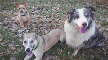 Steffi Mühlenberg mit  Celentano, Mila und TJ