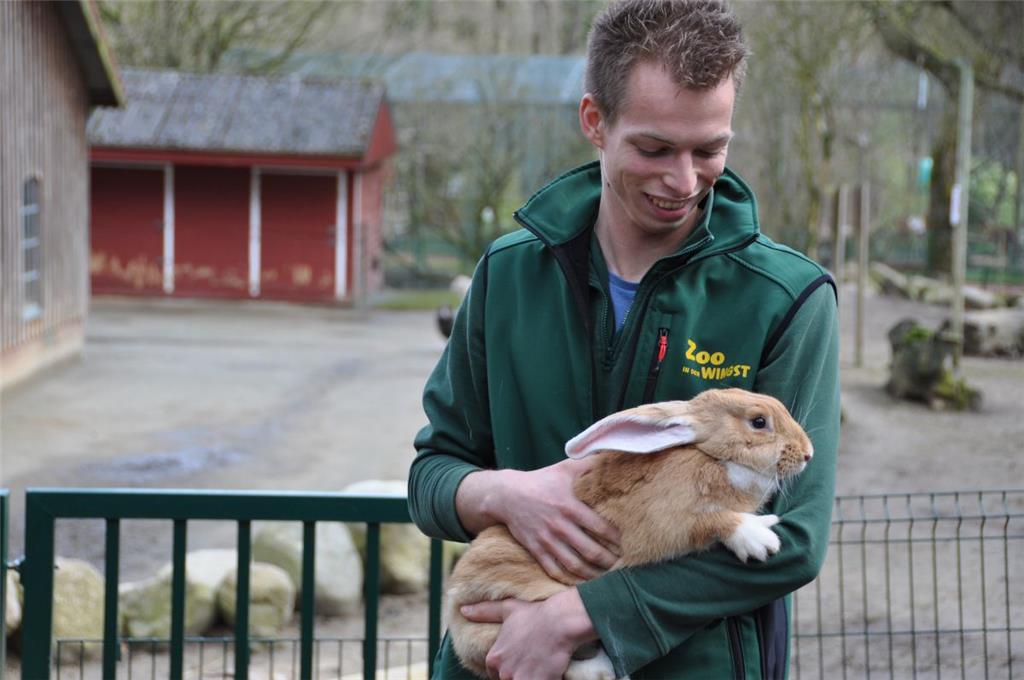 Stellvertretender Zooleiter Michel Geyer streichelt das Riesenkaninchen.