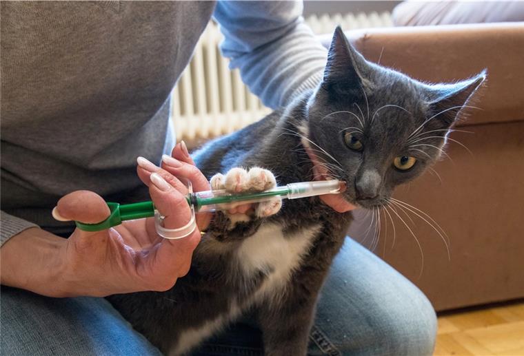 Stillhalten, bitte: Eine Wurmkur sollte auch nach einem Flohbefall bei Katze oder Hund immer angewendet werden, raten Experten. 