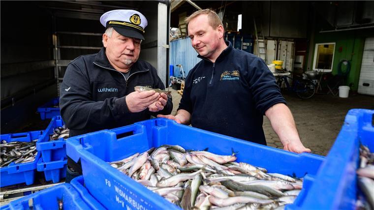 Stintsaison an der Elbe beginnt - „Wir sind guter Dinge“ Stinte sind im Frühjahr im Norden ein Klassiker - die Elbe gibt aber nicht mehr so viel her wie früher.
