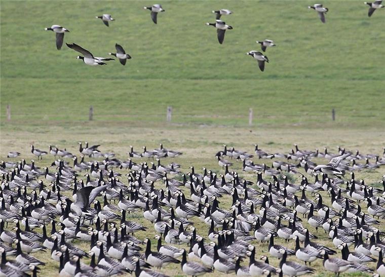 Störungen mögen die Vögel im Wattenmeer – wie diese Weißwangengänse – überhaupt nicht. 