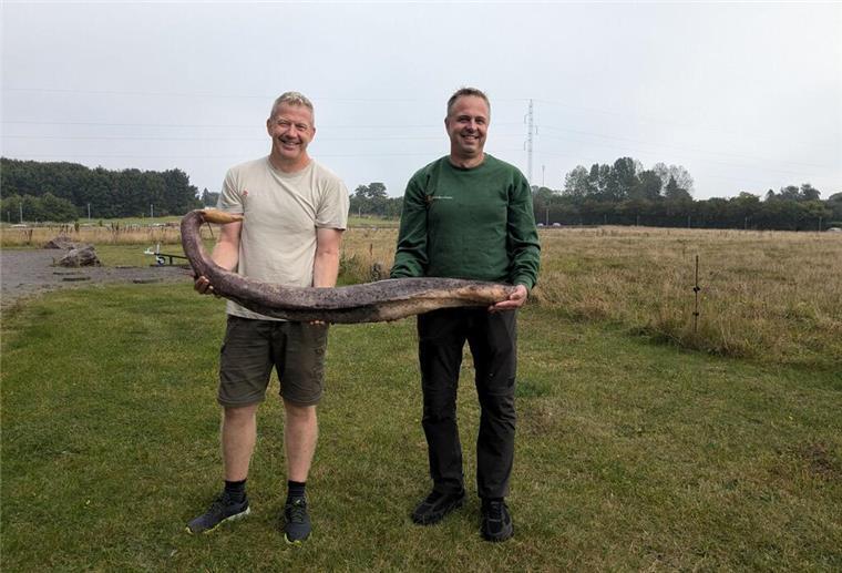 Strandreiniger finden ungewöhnlichen Walpenis auf Bornholm