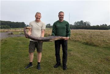 Strandreiniger finden ungewöhnlichen Walpenis auf Bornholm