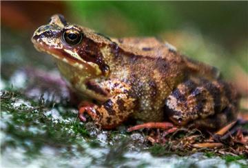 Ein Springfrosch. Straßenbau und Forstwirtschaft setzen Springfröschen zu. Fachleute wollen wissen: Braucht sie mehr Schutz?