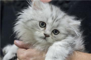 Studie bestätigt: Katzen hören auf ihren Namen.