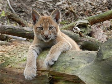 Süß ist der kleine Luchs, aber wie seine zwei Geschwister ist er noch namenlos. Doch das wird sich schon bald ändern. Das Ehepaar Steiner vom Tierpark Cux-Art hatte einen Aufruf zur Namenssuche gestartet. Mit Erfolg – 115 Vorschläge sind eingegangen.