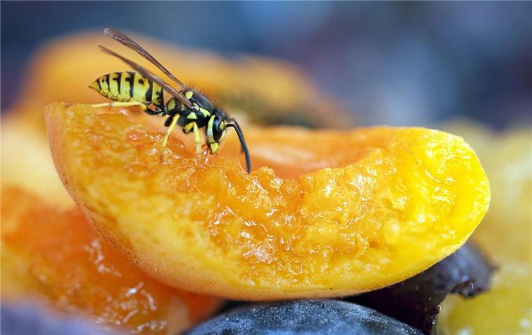Aua! Was hilft beim Wespenstich? Süße Früchte mögen Wespen besonders gern - wer den Insekten zu nahe kommt oder sie mit heftigen Bewegungen verscheuchen will, riskiert einen Stich.