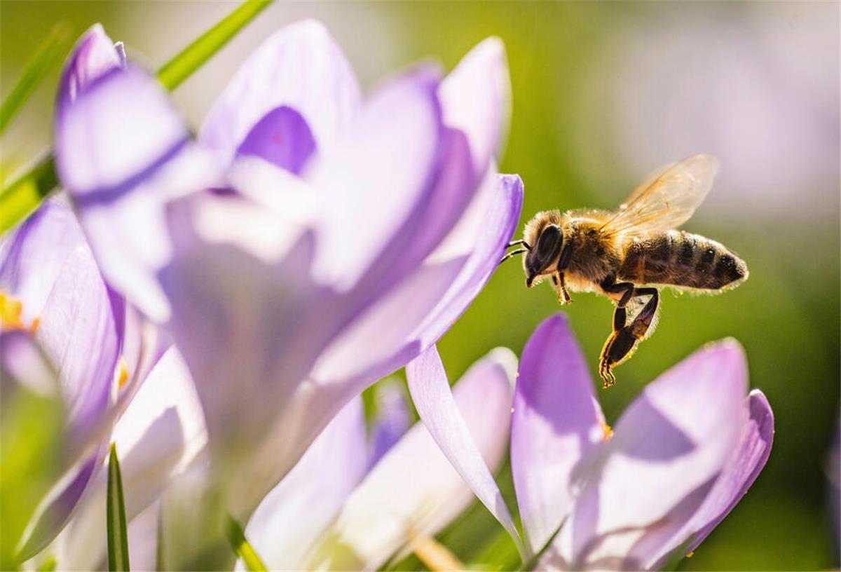 ARCHIV - Summ, summ: Bereits im Februar blühen die ersten Krokusse und bieten den frühen Bienen eine Nahrungsquelle. (zu dpa: «So helfen Sie den frühen Insekten im Garten») Foto: Frank Rumpenhorst/dpa/dpa-tmn - Honorarfrei nur für Bezieher des dpa-Themendienstes +++ dpa-Themendienst +++