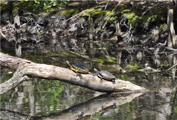Sumpfschildkröten haben sich im Speckenbütteler Bootsteich angesiedelt. Die Tiere genießen es, sich auf Gehölzen von der Sonne wärmen zu lassen.