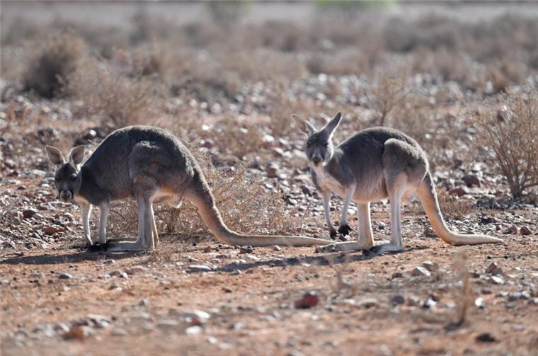 Symbolbild: Ein Känguru wie diese hier in Australien war im Landkreis Celle unterwegs.