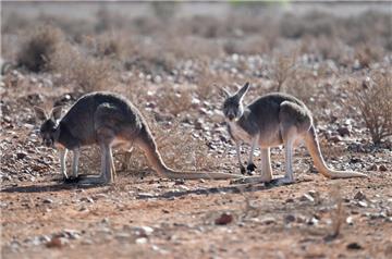 Symbolbild: Ein Känguru wie diese hier in Australien war im Landkreis Celle unterwegs.