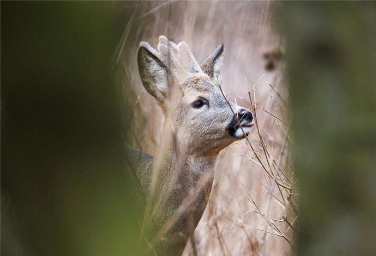 Das war so wohl nicht geplant – Rehbock muss aus Hafenbecken gerettet werden (Symbolbild) Ein Rehbock landet in Büsum im Hafenbecken und muss gerettet werden.