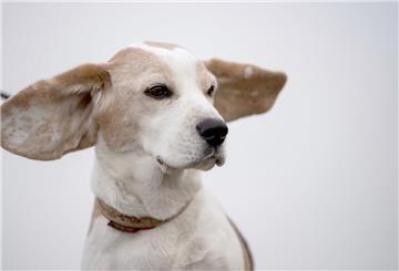 (Symbolbild) Eine mysteriöse Krankheit breitet sich bei Hunden aus.