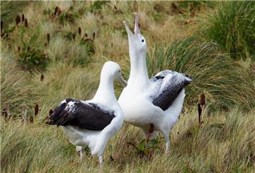 (Symbolbild) Laysan-Albatros „Wisdom“ brütet im hohen Alter von 74 Jahren noch ein Ei aus.