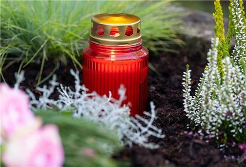 Ein rotes Grablicht steht zwischen ein paar Blumen auf einem Grab.