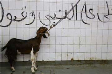 Symbolfoto aus Ägypten: Eine Ziege steht angeleint in einem Schlachthof vor dem islamischen Opferfestes Eid al-Adha. 