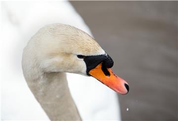 Ein Schwan schwimmt in einem Teich.