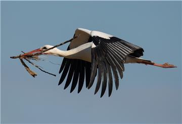 Symbolfoto: Ein Storch bringt Nistmaterial zu seinem Nest.