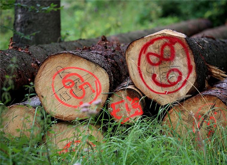 Symbolfoto: GefälltBäume liegen im Wald.