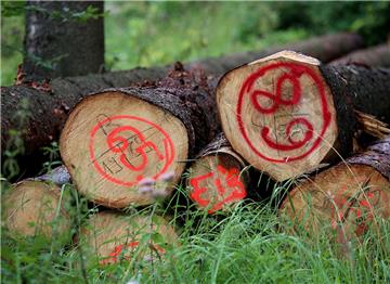 Symbolfoto: GefälltBäume liegen im Wald.