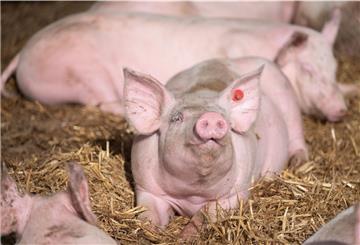 Schweine liegen in der Bucht eines Tierwohl-Schweinestalls.