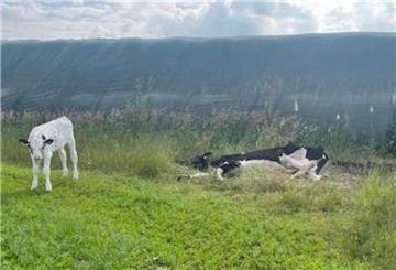 Tagelang lag diese Kuh auf der Weide, ohne, dass sich jemand um sie gekümmert hätte.